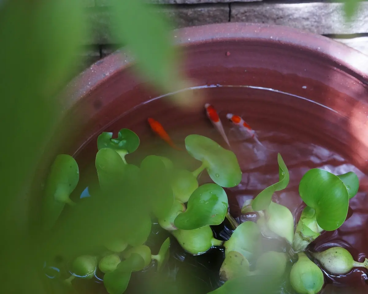 涼を感じる暮らしの工夫の画像_4