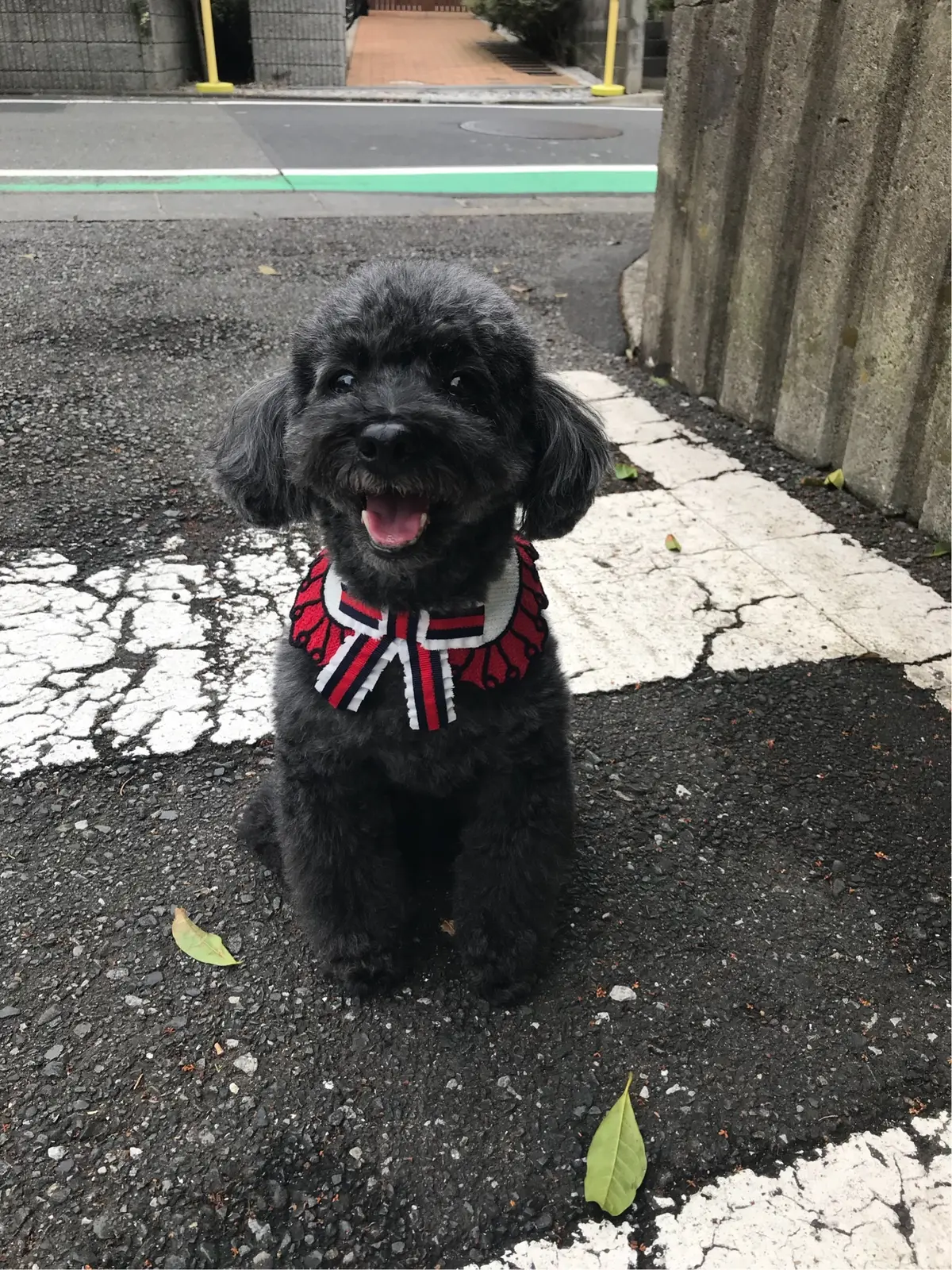 愛犬もお洒落に♪の画像_2