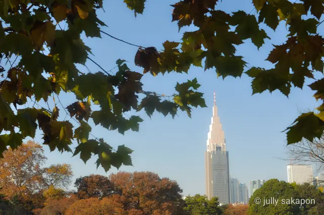 【さかぽんの冒険】プラタナス並木で ほっの画像_13