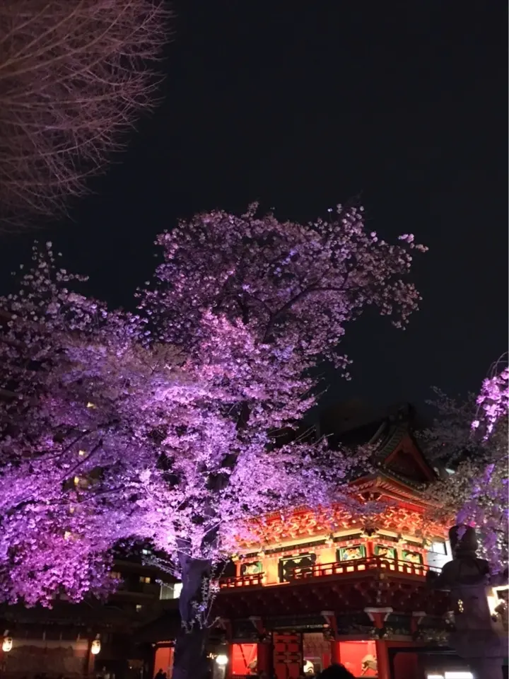 《神田明神》で　桜モウデの画像_12