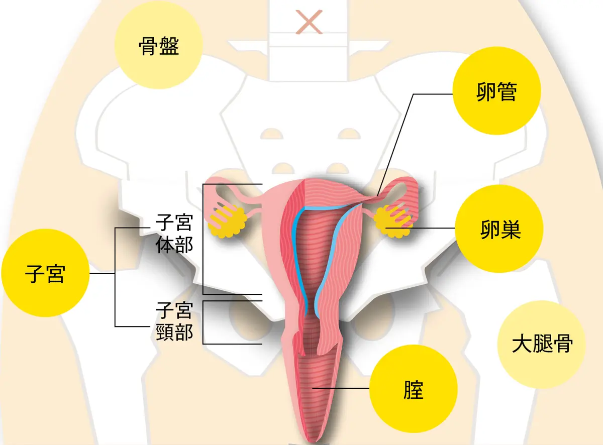OurAge×Webエクラ　子宮は中が空洞になった袋のような形