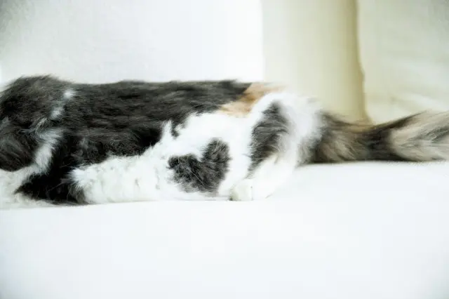 【あの人の溺愛ねこ図鑑 第10回】垣谷弥の画像_4