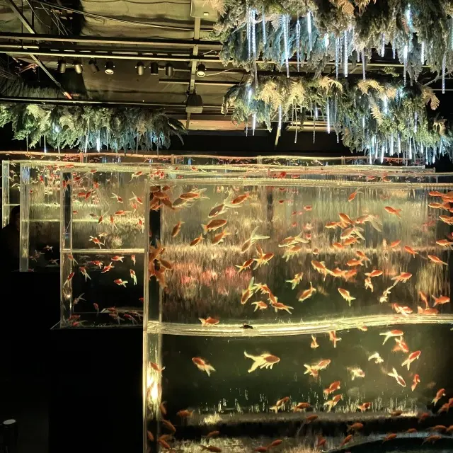 幻想的なアートアクアリウムと庭園カフェの画像_4