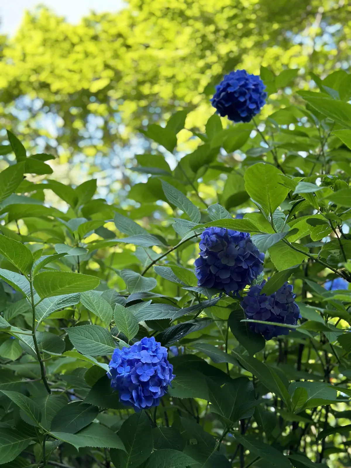あじさいの花が咲き誇る初夏の北鎌倉明月院の画像_9