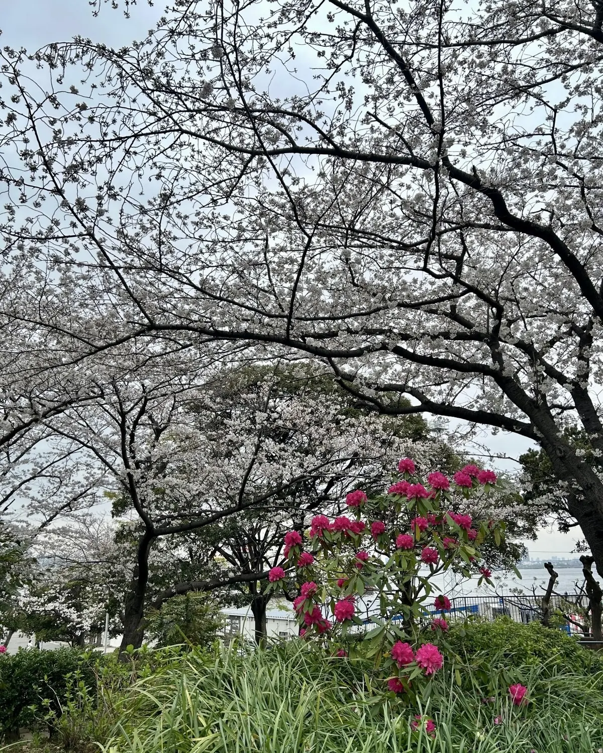 山下公園の桜と赤い花