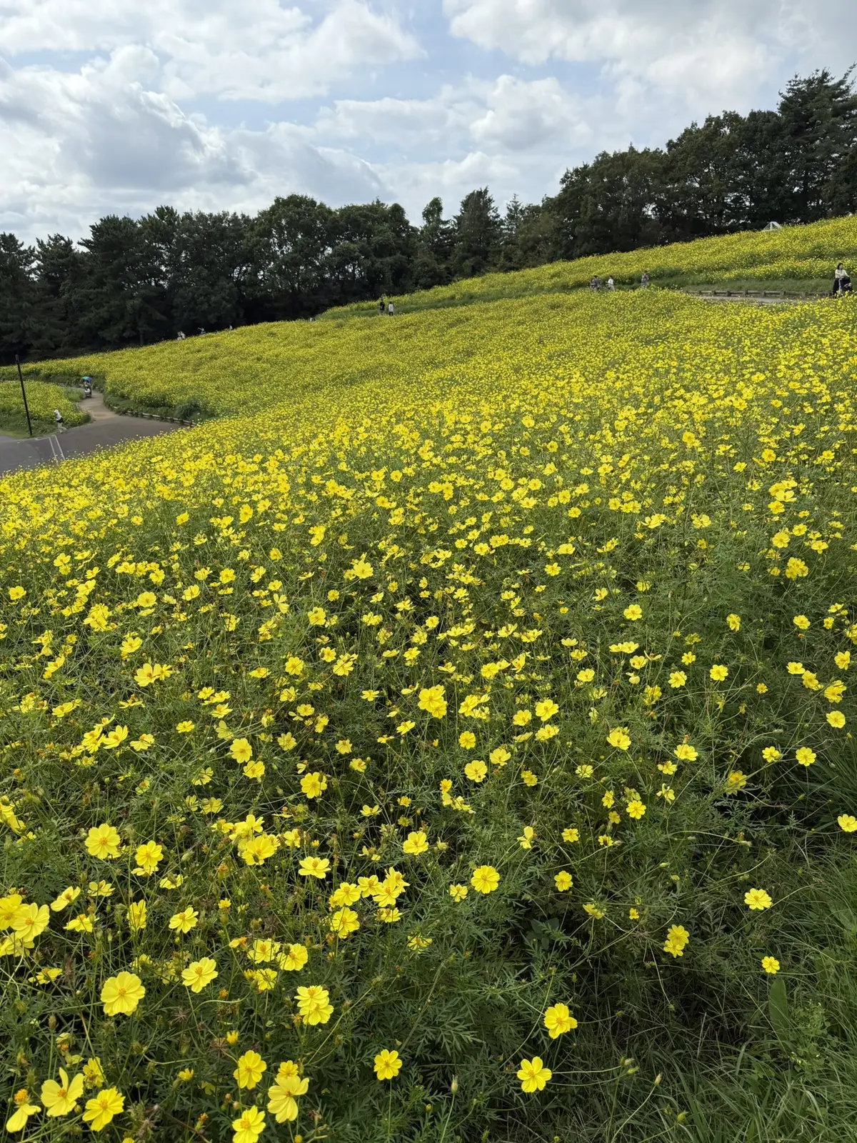 昭和記念公園　コスモス　花の丘　キバナコスモス　レモンブライト