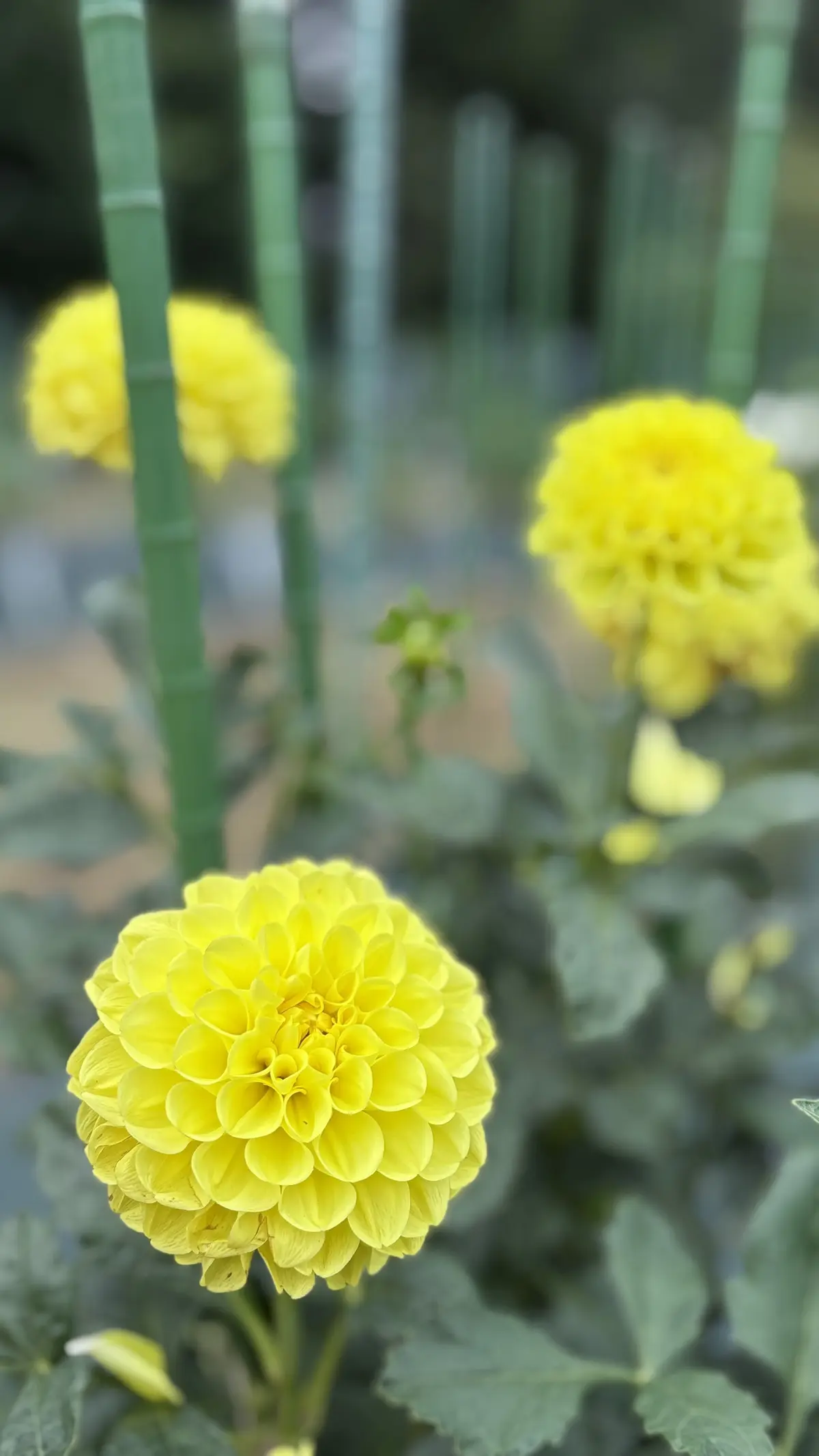 神代植物公園　ダリア　イエロー