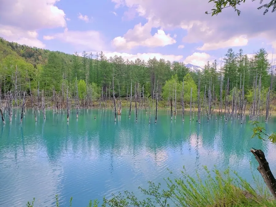 北海道へ夫婦二人でグルメ旅　【美瑛・富良の画像_1
