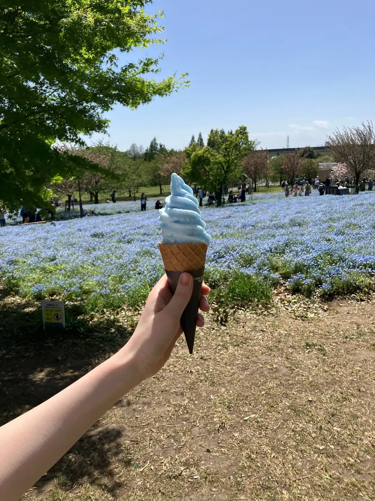 お花見　ネモフィラ　舎人公園　ネモフィラブルー　ネモフィラソフト　お散歩　白スニーカー　GU  ワンピース　都内お散歩　都内のネモフィラ　23区最大のネモフィラ　ブラックワンピース　五分袖ワンピース