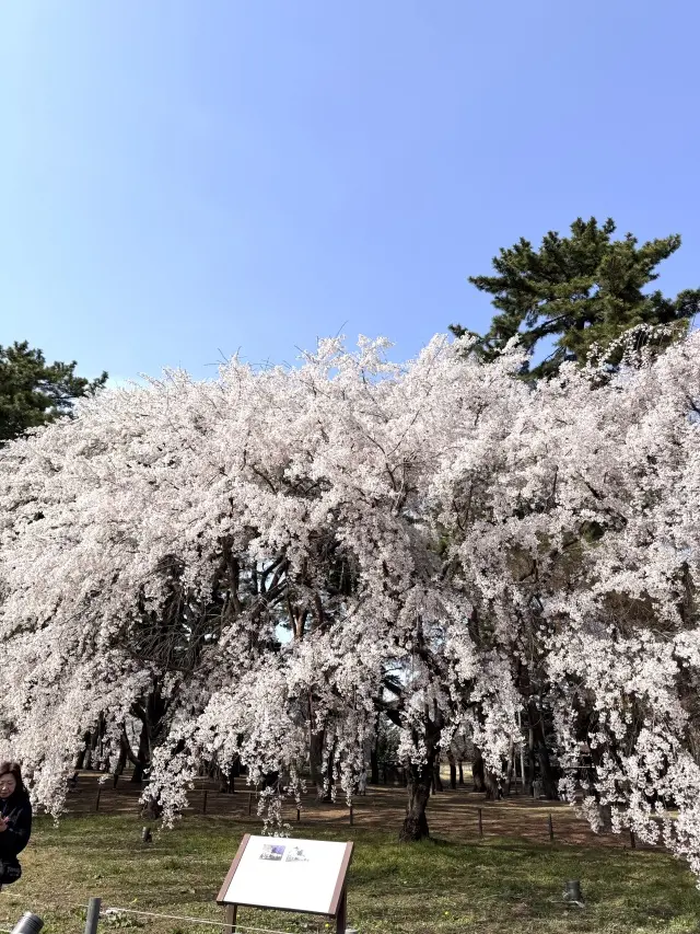 古民家カフェとしだれ桜で寛ぐ春の休日の画像_10