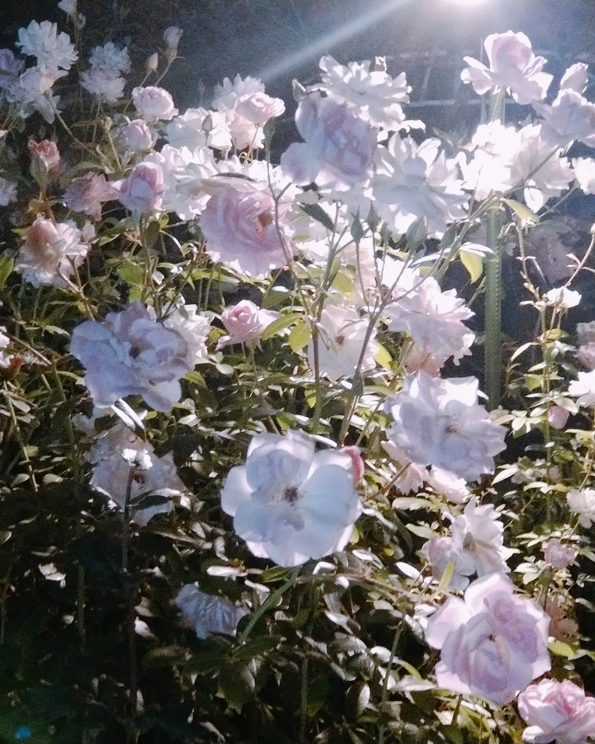横浜イングリッシュガーデンのハロウィンナの画像_12