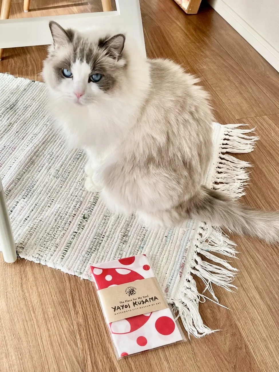 猫　下の子とお土産の松本市美術館限定の草間彌生さんの手ぬぐい