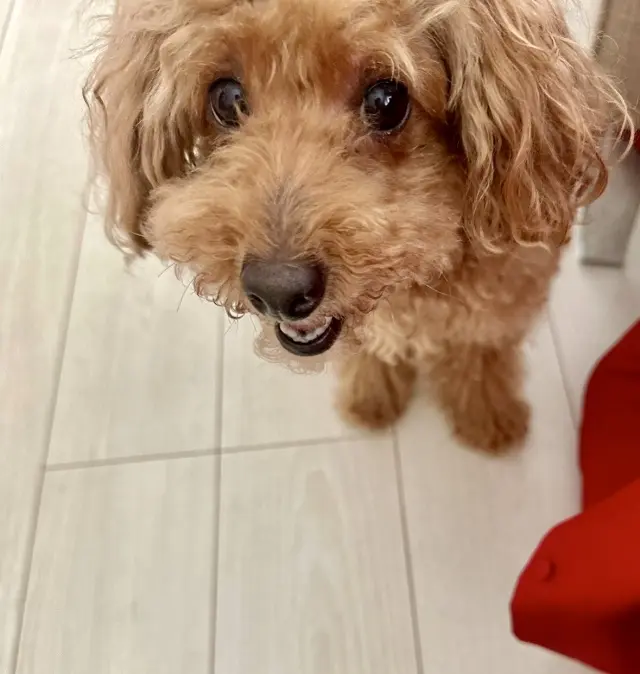 鎌倉へプチトリップ✨Jマダムとして一緒にの画像_5