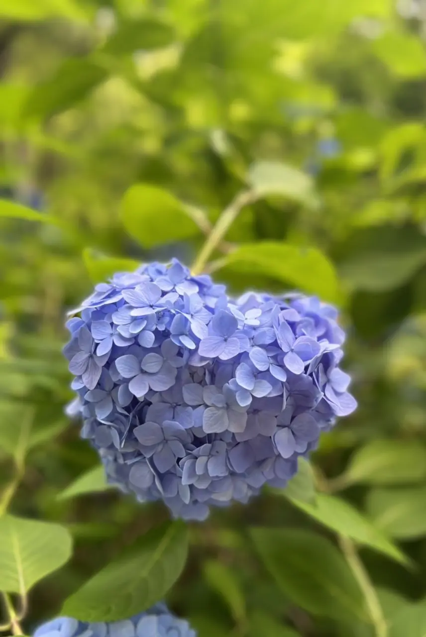 紫陽花☆お蕎麦☆6月の鎌倉さんぽの画像_23