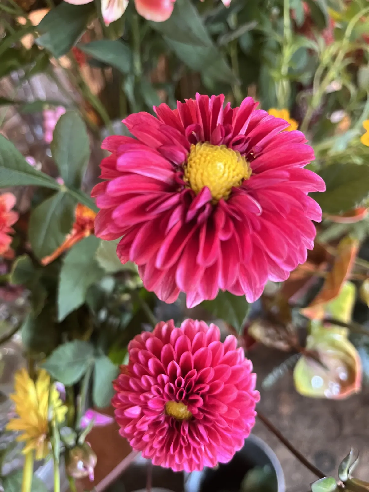 久々の花活♪秋色のお花の中で〝花屋で写真の画像_4