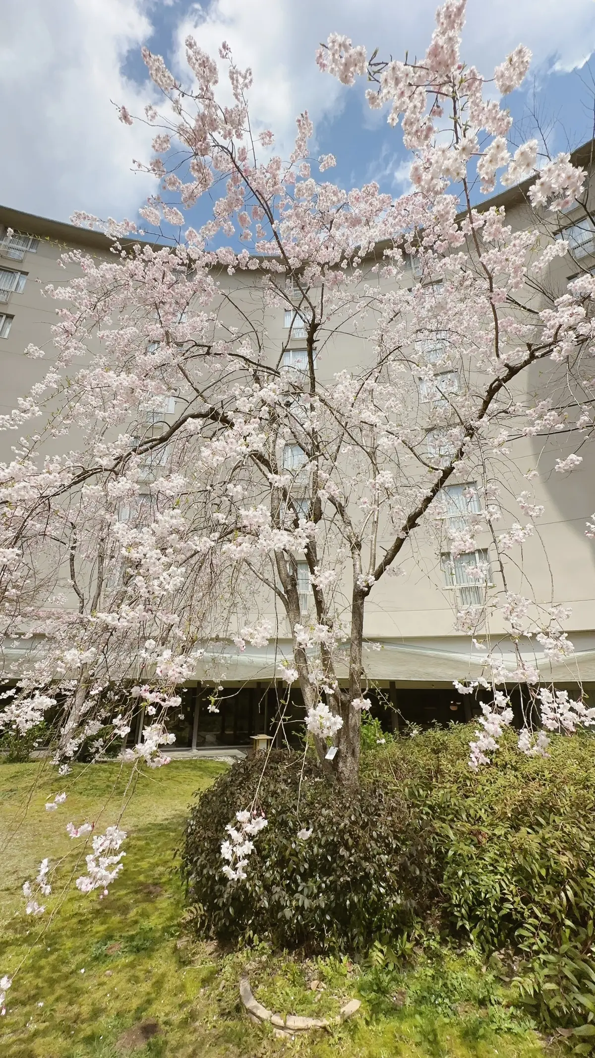 ザ・プリンス京都宝ヶ池中庭の桜
