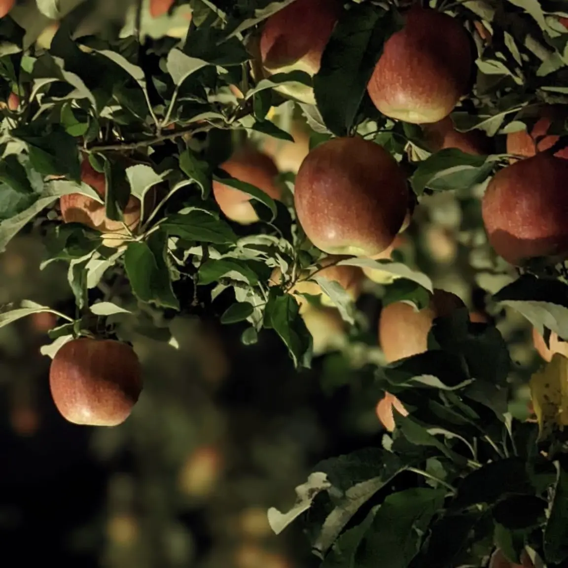 ライトアップされたりんご