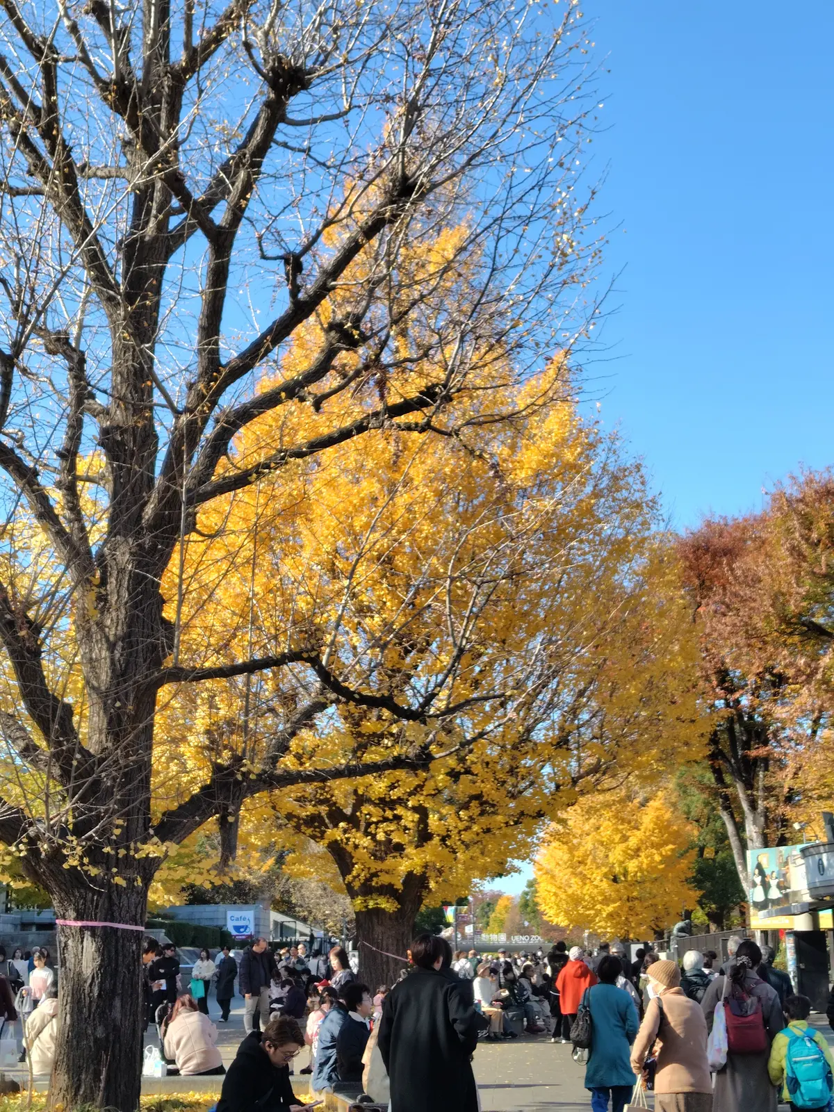 スカーフスタイルで紅葉の上野&老舗グルメの画像_4
