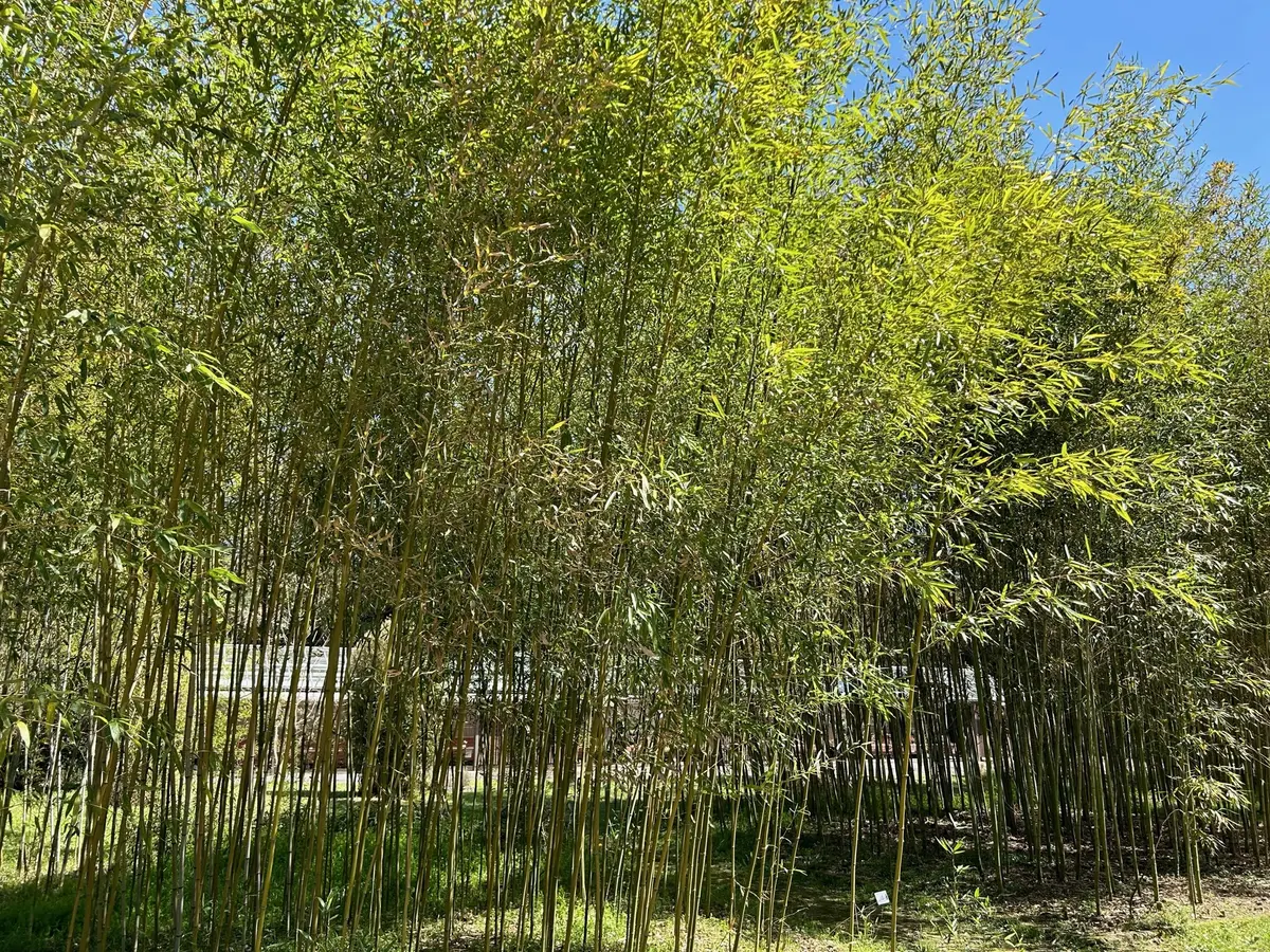 京都府立植物園