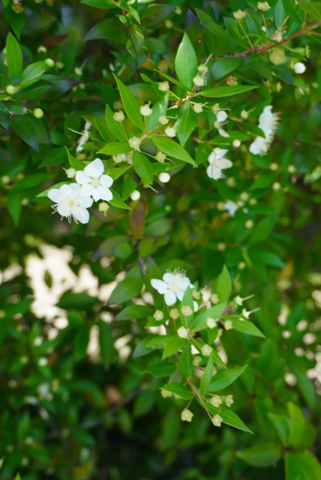 心身共に優しい癒しのスポットで爽やか夏デの画像_28