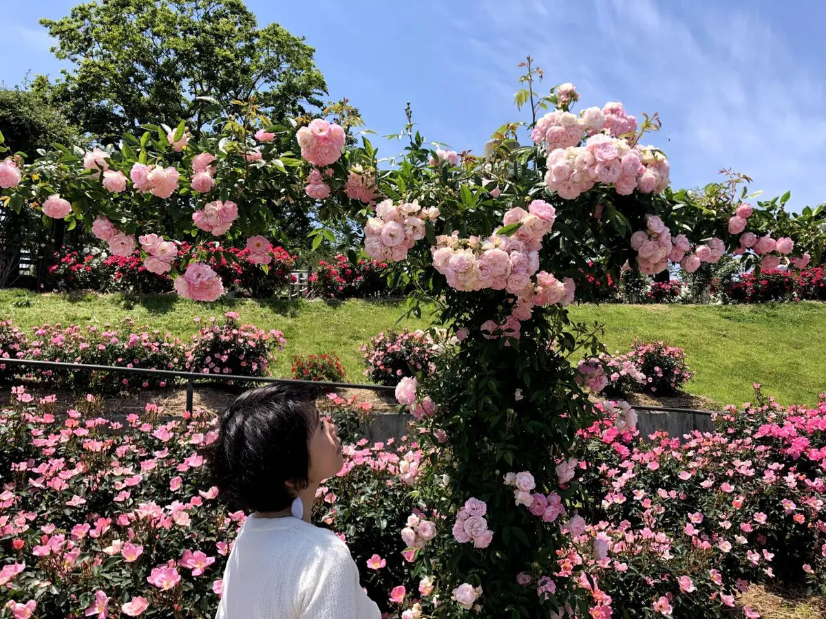 淡いピンクのバラが可愛い♪