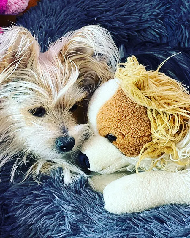 我が家の愛犬ゾーイちゃん