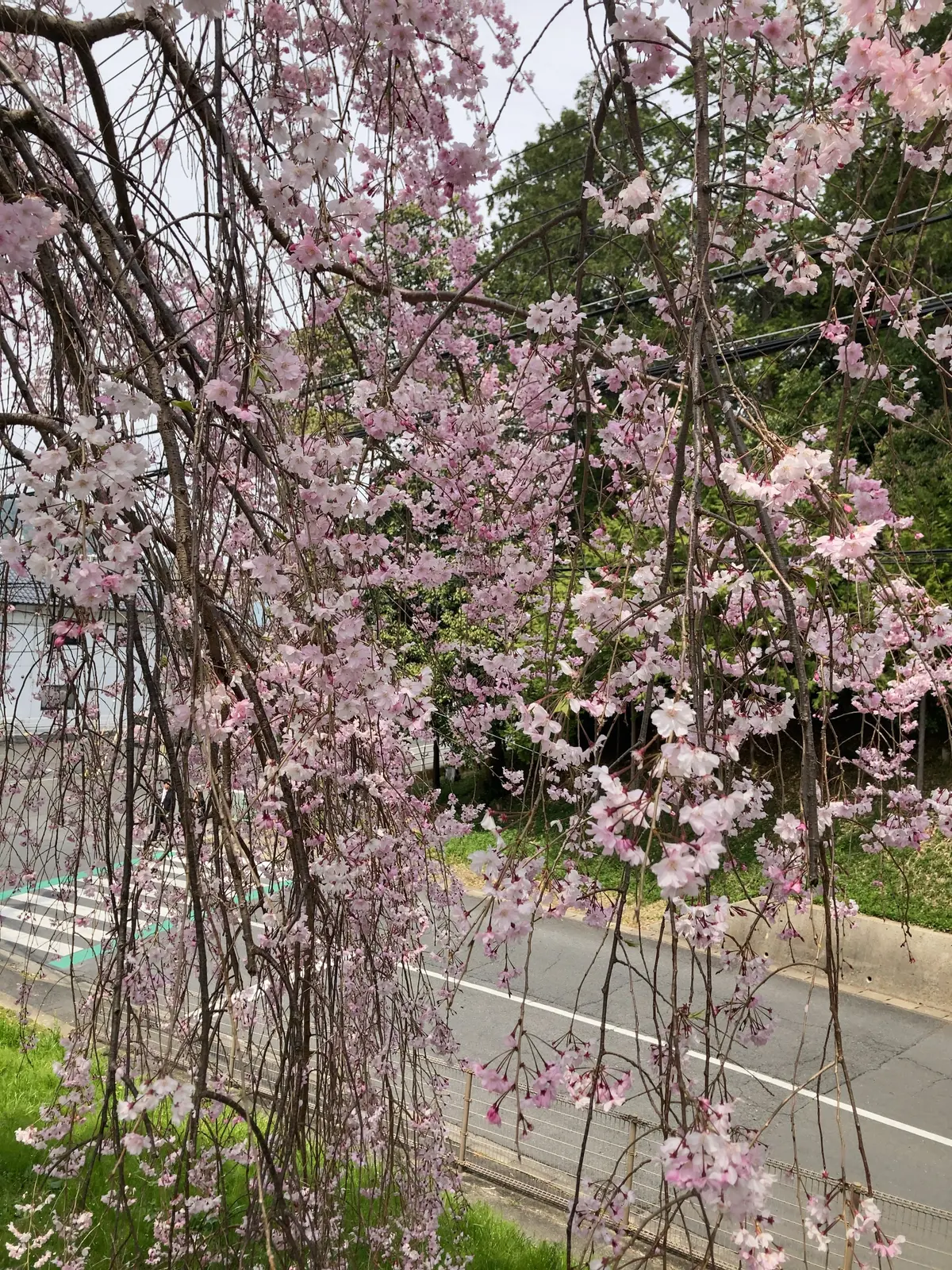 入学式は襟元フリルの黒スーツでの画像_1