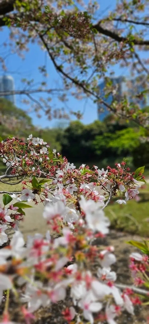 春　欲張りなアラフィフはおしゃれも遊びもの画像_2