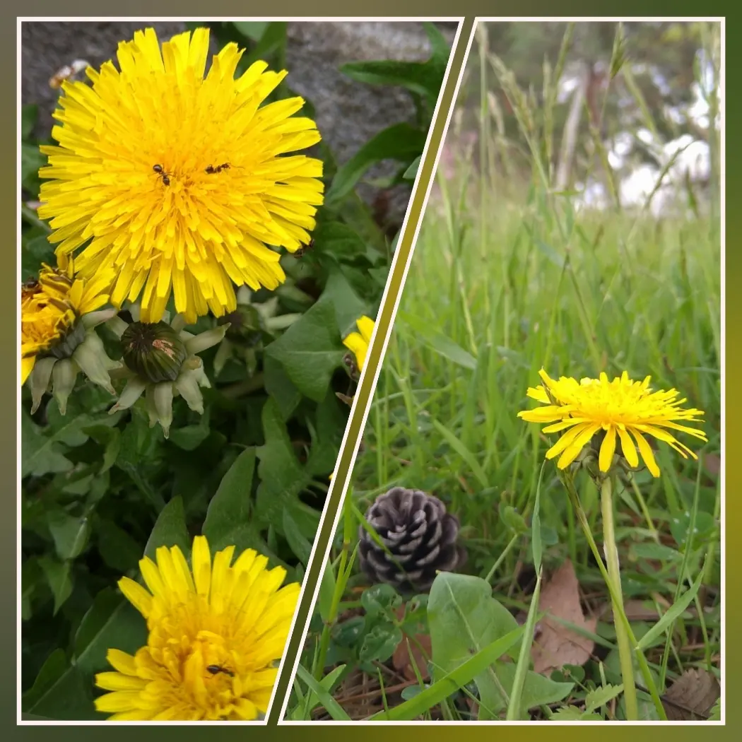 大地を感じる、香り・ジュエリー・アクセサの画像_1