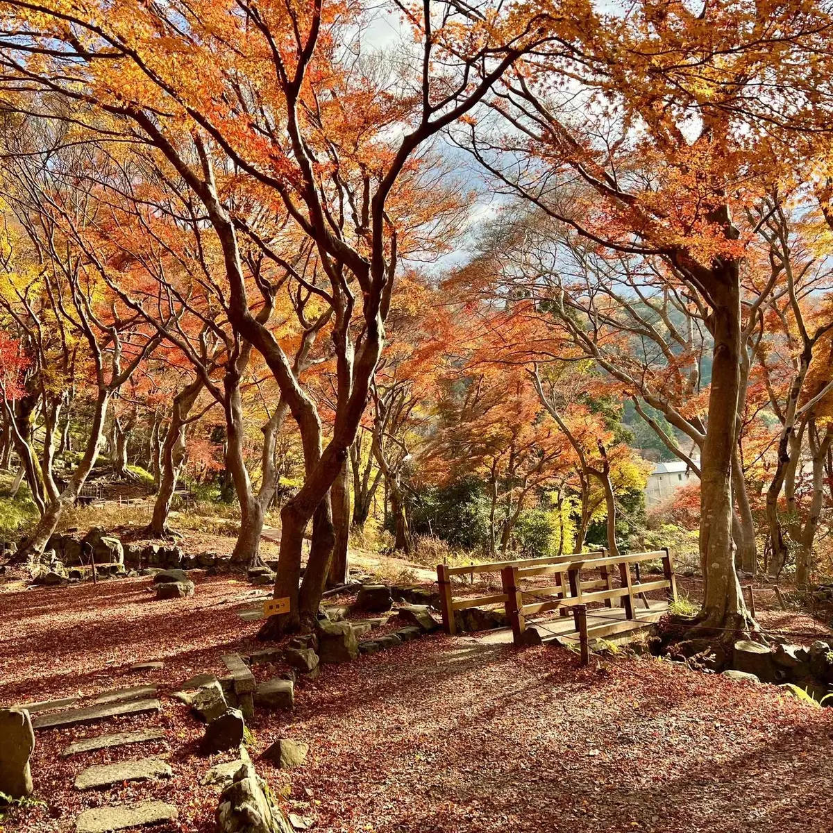 秋の景色を楽しむ♡京都の紅葉の画像_19