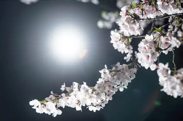 【腕時計が紡ぐ物語】日本発！世界に誇れるの画像_1