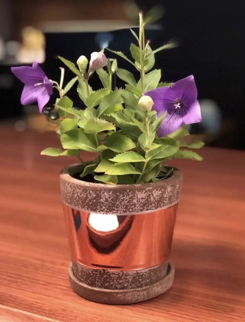 夏の女子旅 in 軽井沢②の画像_7