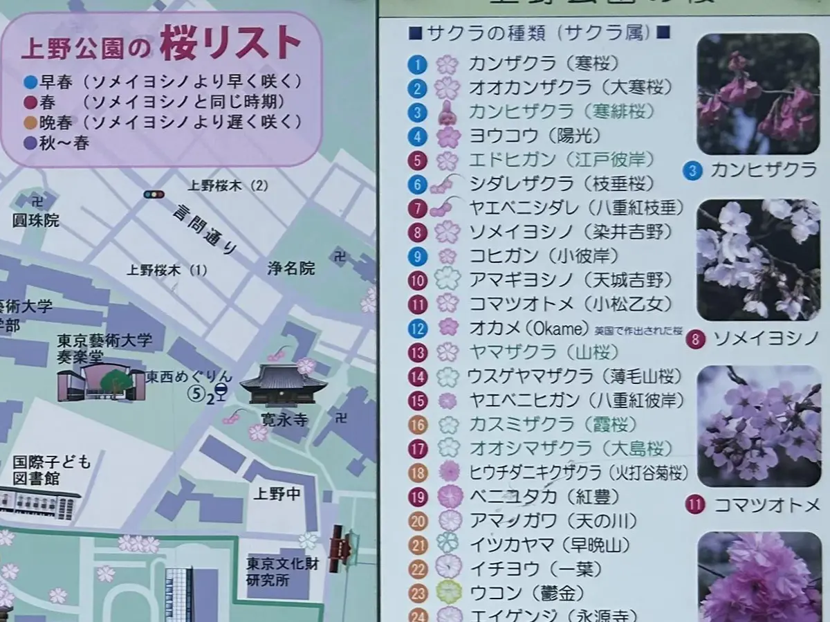 上野公園桜マップ