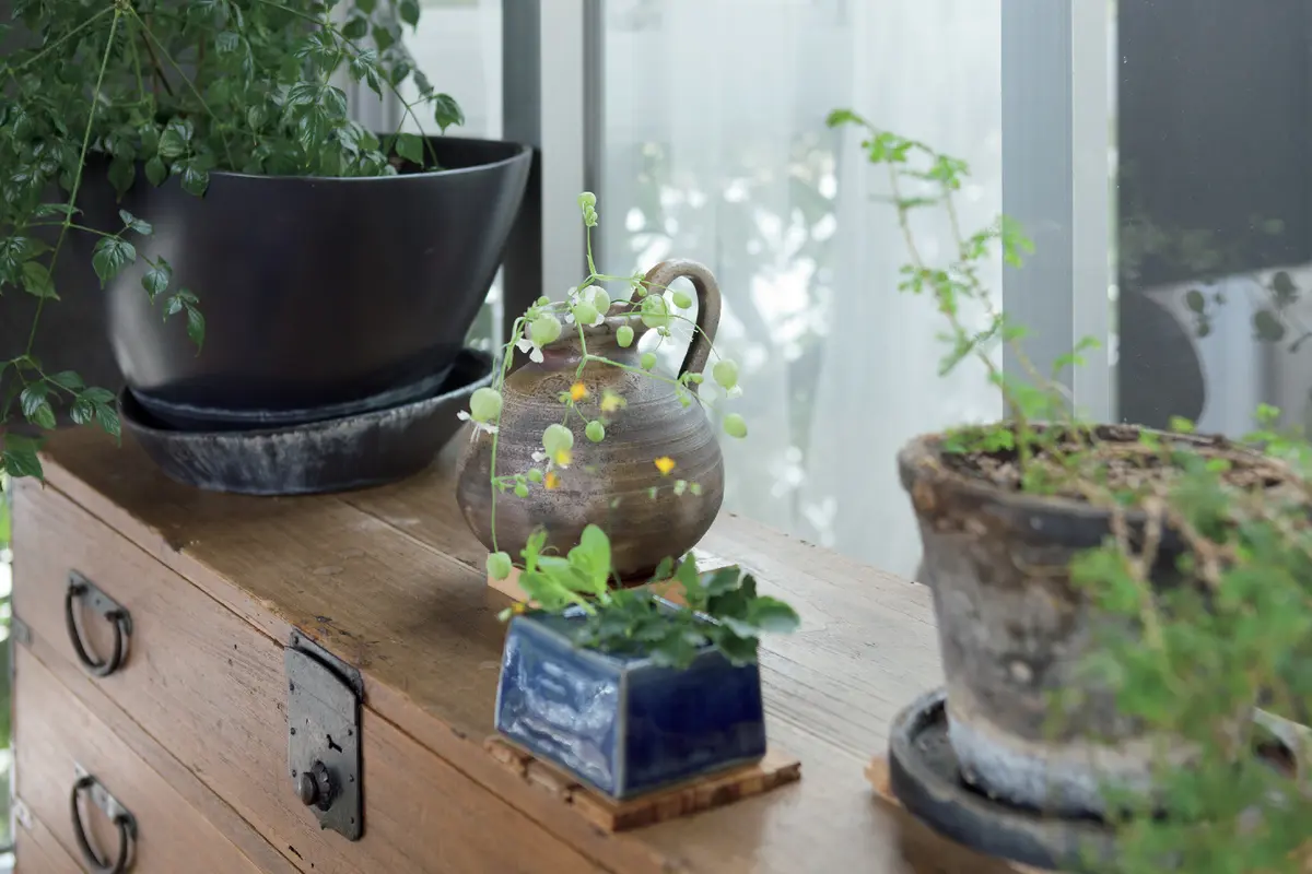 時代箪笥上に並ぶグリーンたち