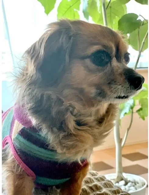 愛犬Cookie