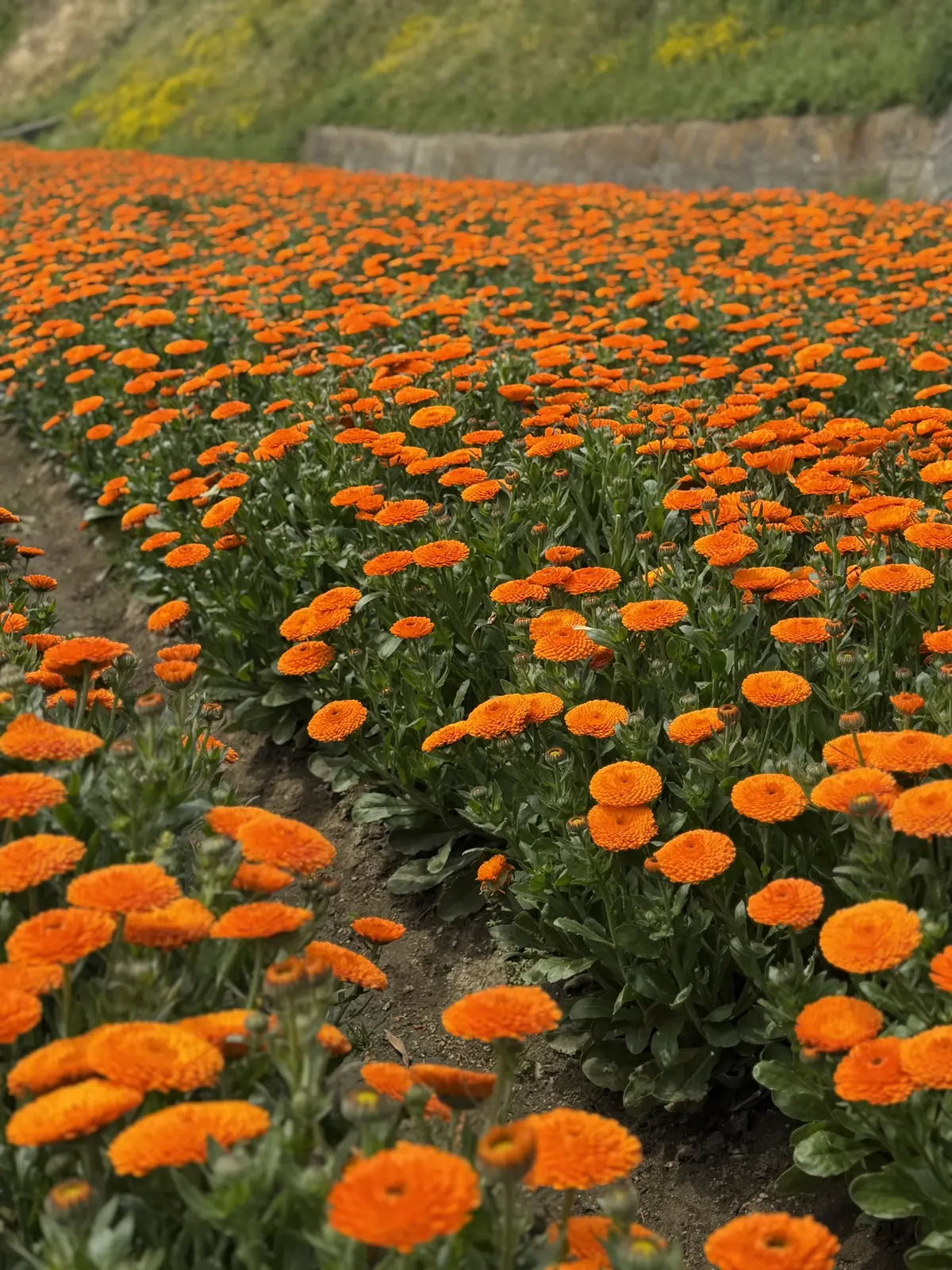 淡路島カレンデュラ