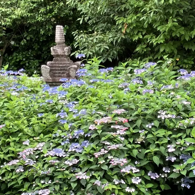 京都の食とお庭を求めて弾丸旅。の画像_9