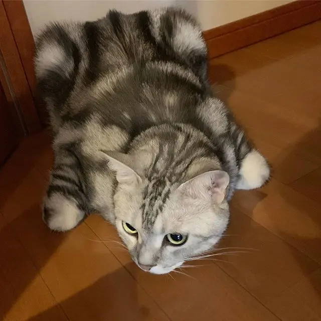 かえる寝スタイルの画像_5