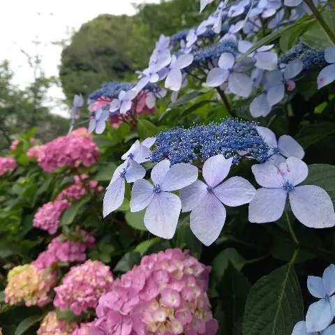 初夏のブラックコーデ♡ユニクロのワンピーの画像_1