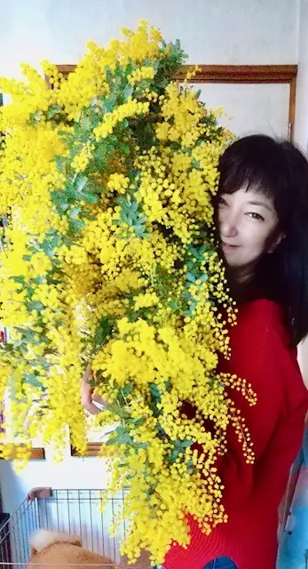 大きなミモザの花束