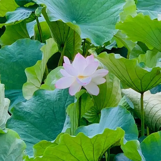 蓮　蓮の花　観蓮会　光明寺　鎌倉