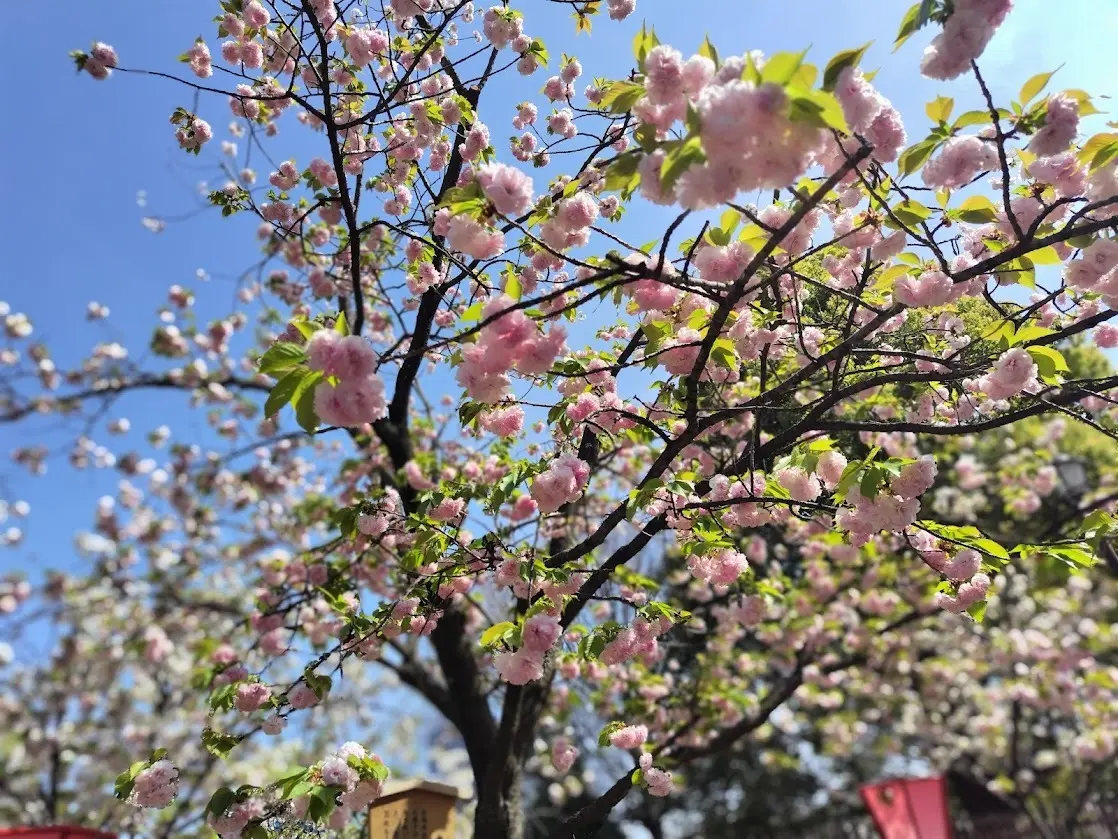大阪造幣局　桜の通り抜け