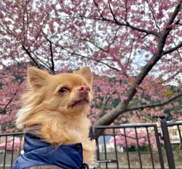 愛犬と春の伊豆へ♡の画像_1