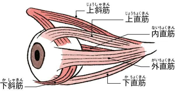 OurAge×Webエクラ　目の健康寿命　眼球筋肉