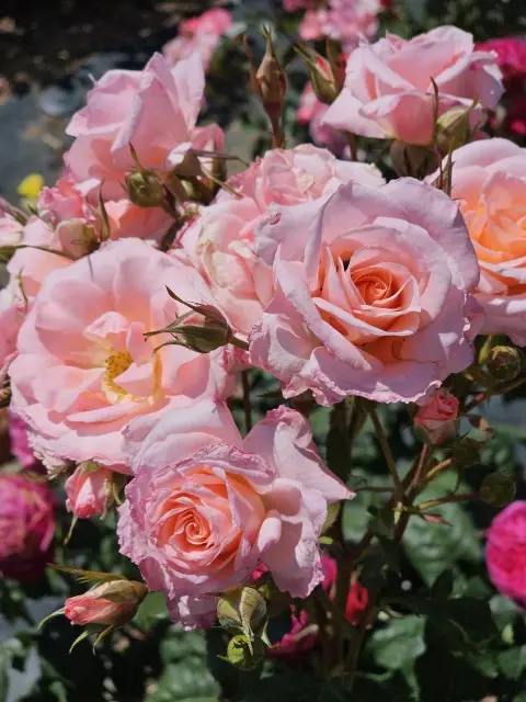 サンポート高松のバラ園の画像_8