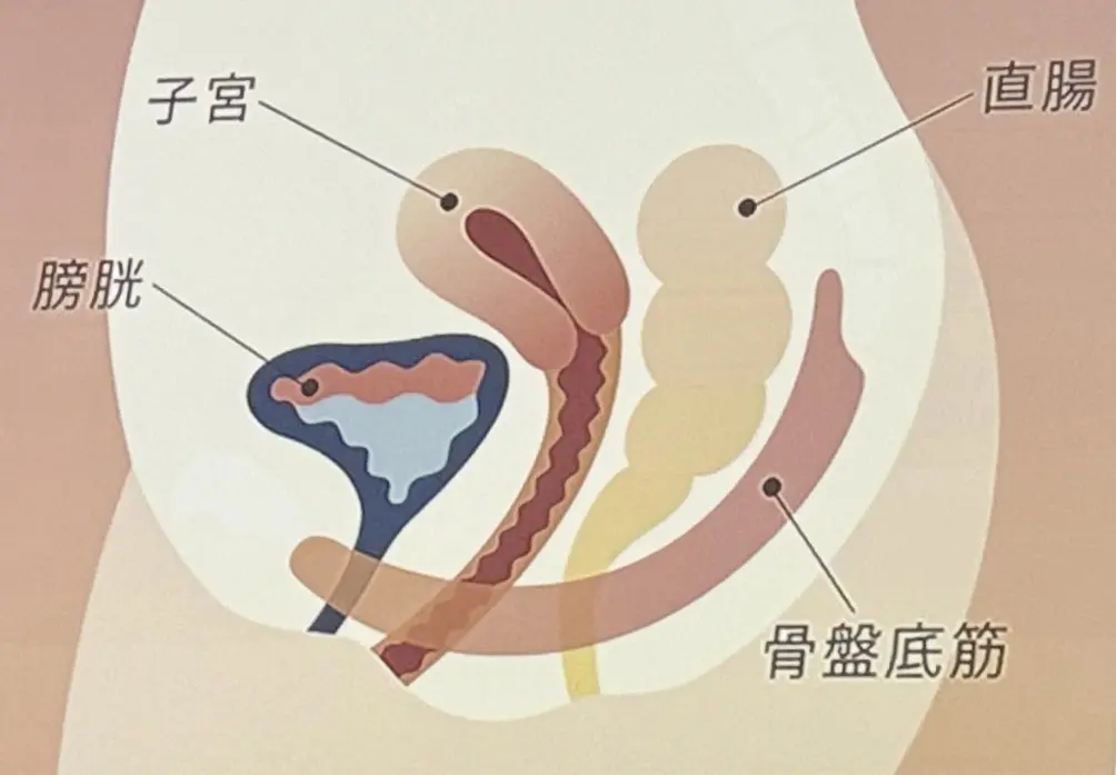 「SIXPAD for Women 」ロの画像_3