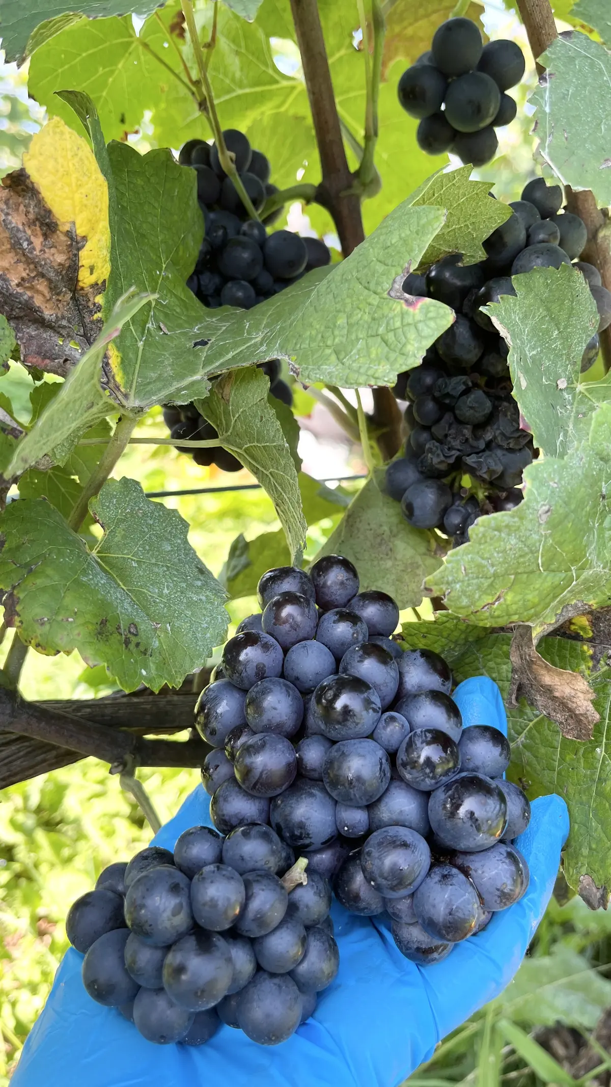 世界に誇る超人気ワイナリーでワイン用ぶどの画像_7