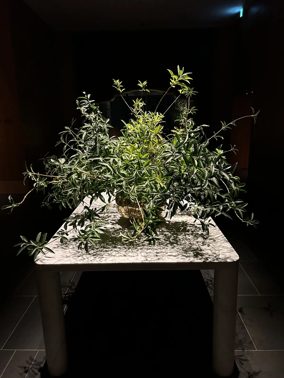 お誕生日ディナー@ブルガリホテル東京の画像_9