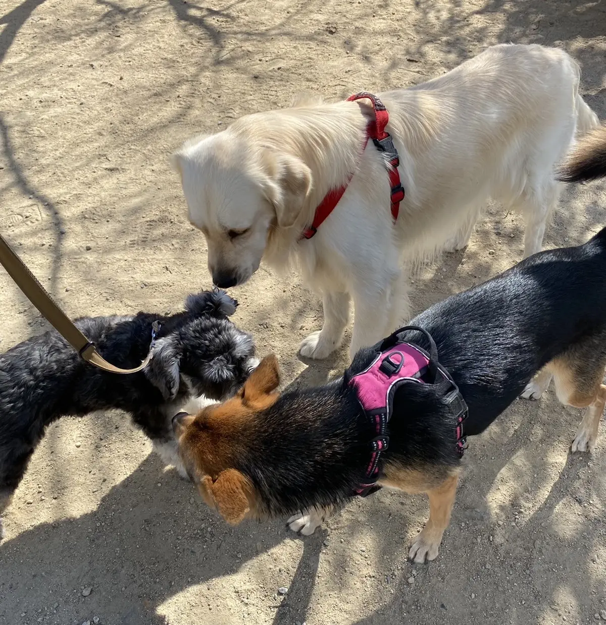 神戸フルーツフラワーパークのドッグランへの画像_2