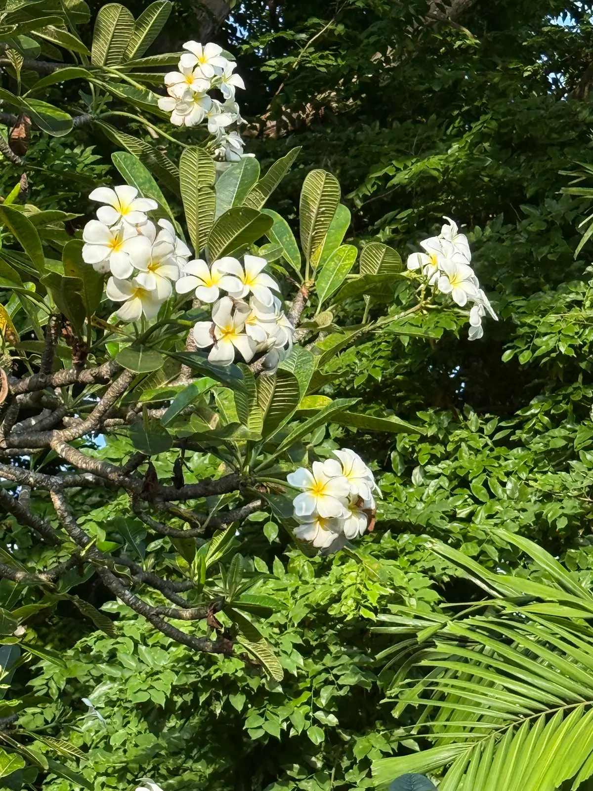 バリ島　サヌール　50代夫婦旅行　BALI 　プラマサヌールビーチホテル　PRAMA SANUR BEACH BALI　Garden 庭　プルメニア